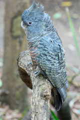 Gang-gang cockatoo (Callocephalon fimbriatum)