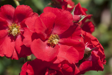 Fototapeta premium Grupo de flores rosas rojas.