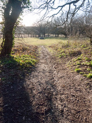 walkway path muddy through field and forest uk sun light glare