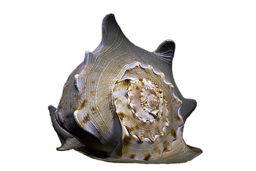 Large shell