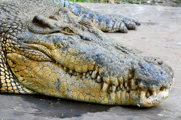Zoutwaterkrokodil (Crocodylus porosus).