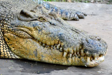 Fototapete Krokodil Salzwasserkrokodil (Crocodylus porosus).