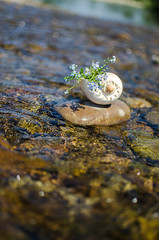 Muscle in water with a bouquet