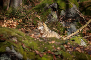 Wolf im Bayerischen Wald