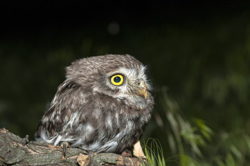 portrait of cute little owl with bokeh