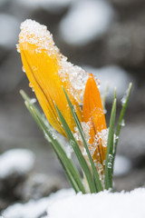 Fototapeta na wymiar A detail of ice and snow on an orange crocus flower.