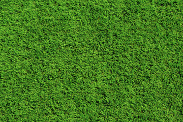 Bright green grass background, lawn for football