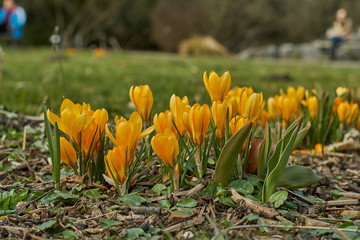 Crocusses in a park in the middle of munich