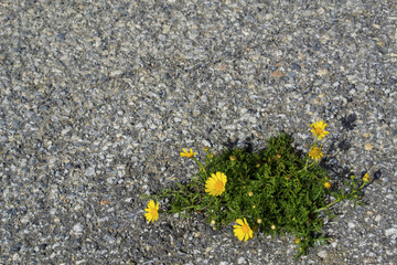 Yellow flowers grows through the asphalt road