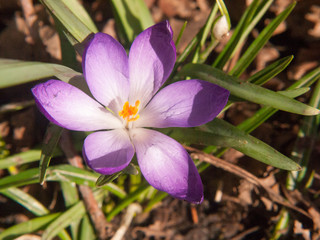 beautiful purple and orange crocus flower forest floor spring close up macro detail inside