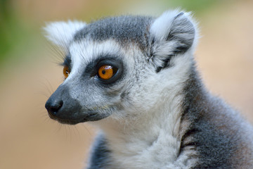 Naklejka na ściany i meble Ring-tailed lemur (Lemur catta)