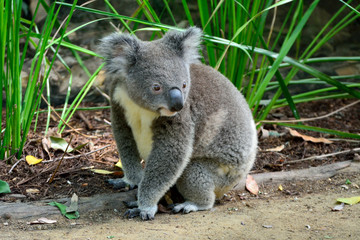 Fototapeta premium Koala siedzi na ziemi