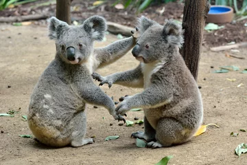 Crédence de cuisine en verre imprimé Koala Deux koalas au sol