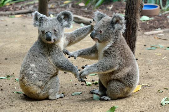 Two koalas on the ground