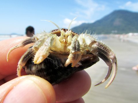 caranguejo de ostra 