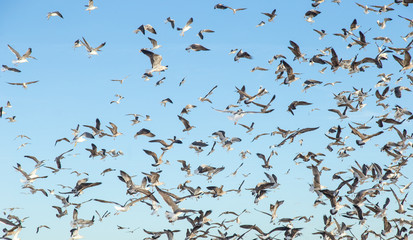 View of Costa Caparica beach in Lisbon, Portugal. Lot of birds and seagulls