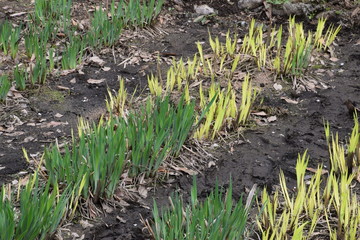 Sprout of irises