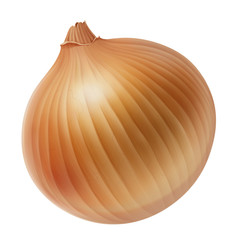 Onion illustration