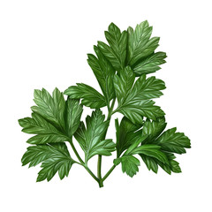 Green parsley illustration