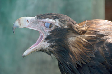 Wedge-tailed Eagle (Aquila audax)