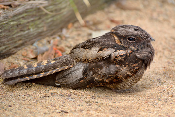 Spotted nightjar (Eurostopodus argus) © Alizada Studios