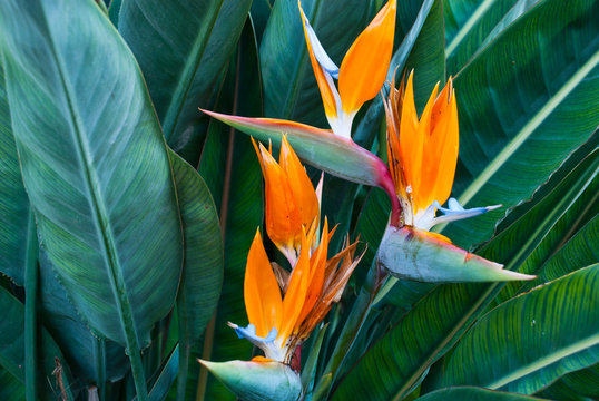 Exotic Tropical Flower Strelizia Reginae Also Named Bird Of Paradise. Native To South Africa.Floral Background.
