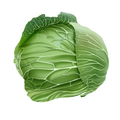 Fresh Head Of Cabbage Illustration