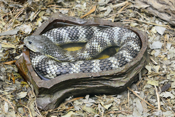 Eastern tiger snake (Notechis scutatus scutatus)