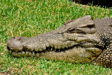 Saltwater crocodile (Crocodylus porosus).