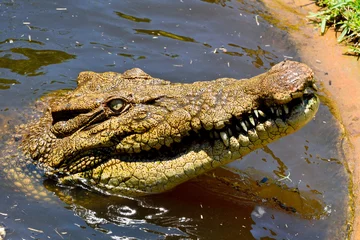 Crédence de cuisine en verre imprimé Crocodile Tête de crocodile marin (Crocodylus porosus)
