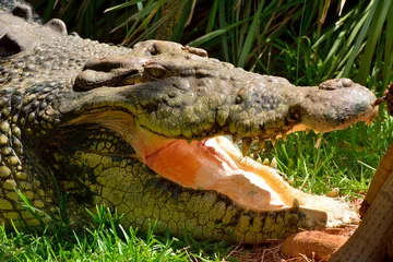 Cercles muraux Crocodile Saltwater crocodile (Crocodylus porosus)