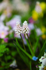 ムスカリ ピンクサンライズ