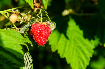 Raspberry on a bush on summer