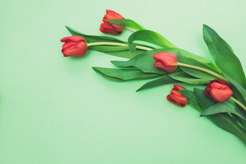 Top view of bright red tulips on light green background with copy space. Beautiful spring background for International Womens day, Mother's day, March 8, Valentines day
