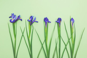 Sensual flowers of fresh blue daffodils on light green background top view copy space. Beautiful spring background for International Womens day, Mother's day, March 8, Valentines day