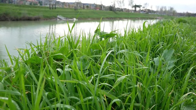 Florence, Italy 22th march 2018 - Green Grass, wet by rain moved by wind in front of a river in a cloudy day