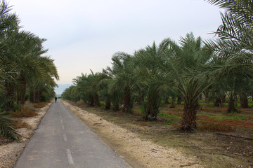 Palm forest near the border between Israel and Jordan