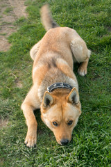 Naklejka premium Red dog