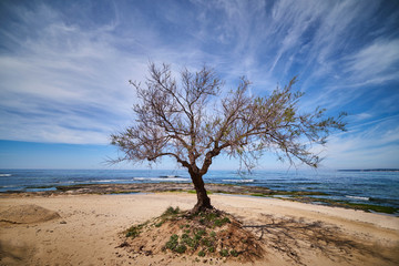 A tree on the beach on a beautiful sunny day in Salento - Italy