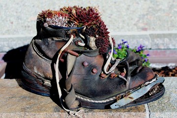 Alter Wanderstiefel, Dekoration, Sukkulenten, Allgäu