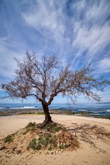 Fototapeta na wymiar A tree on the beach on a beautiful sunny day in Salento - Italy