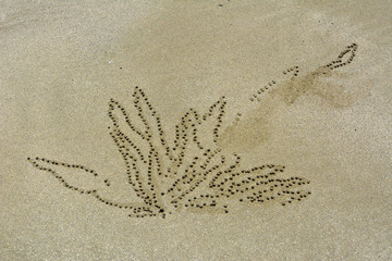 Floral inflated sand pellets formed by sand bubbler crab at Cape Hillsborough beach in Queensland, Australia.