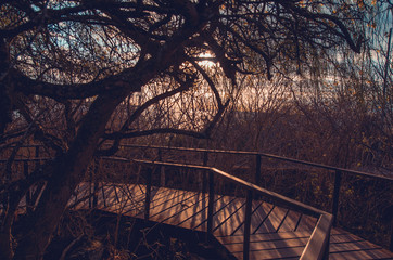 Panorama of wooden path way across the mangrove on Isabela Island. Galapagos Islands
