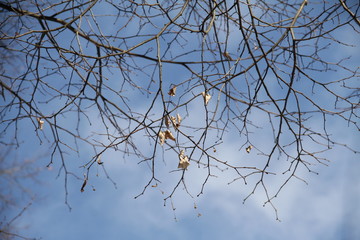 spring, nature comes alive