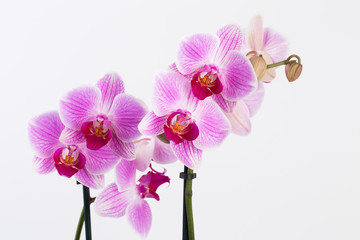 Beauty orchid on a white background.
