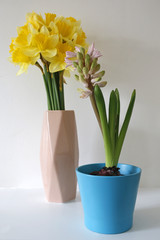 daffodils and hyacinth against white wall