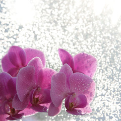 pink orchids and water drops