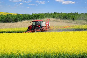 A red tractor in the process of spraying the oil rape farm in spring