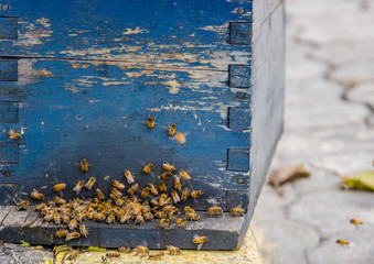 Close up view of the working bees, close to a comb and working bees