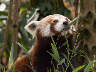 The red panda eats on a tree